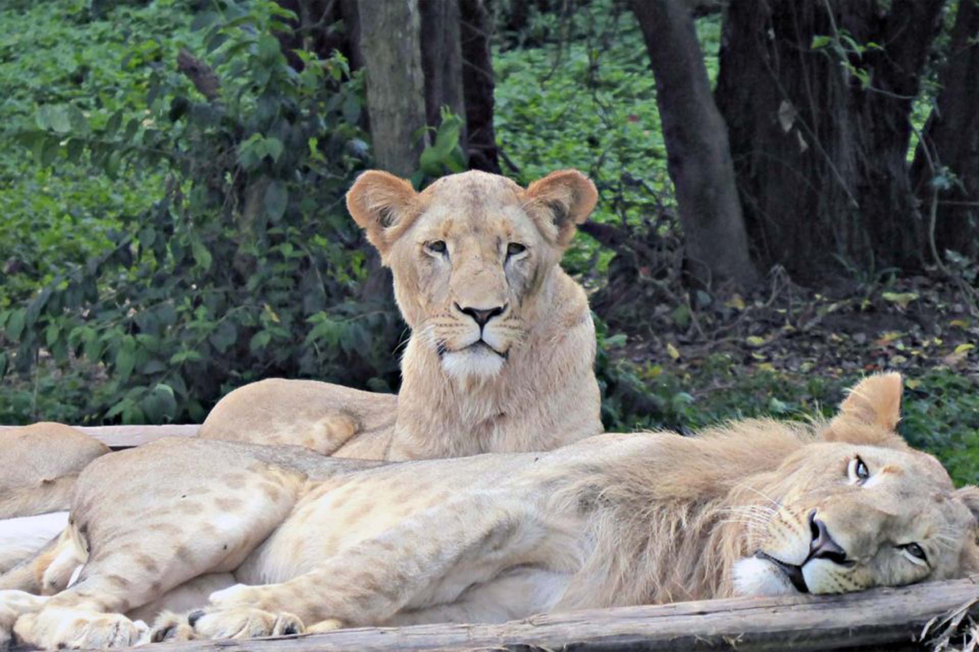 NileVic Guest House Entebbe
